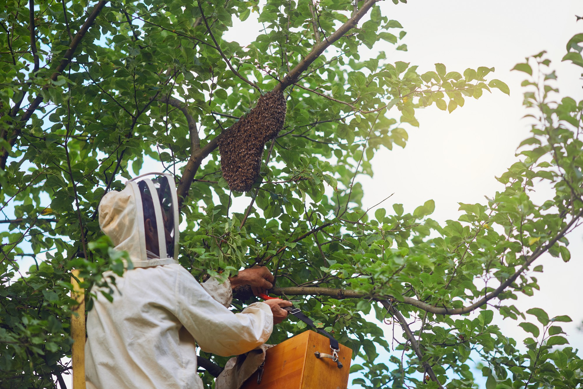 wasp exterminator